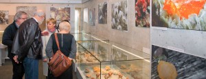 Podarowane minerały, skamieniałości, meteoryty i tektyty 
na wystawie w Uniwersyteckim Centrum Przyrodniczym 
