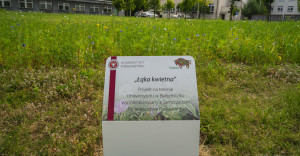 Uniwersytet w Białymstoku ma własne kwietne łąki. Pomógł Samorząd Województwa Podlaskiego