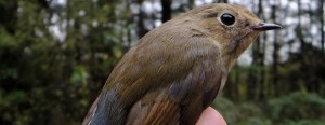 73 zaobrączkowane ptaki dziennie!
Organizatorzy Akcji Siemianówka podsumowali sezon 2017 