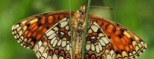 Sekrety motyli uwiecznione na fotografiach