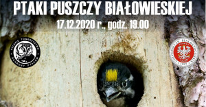 Ptaki Puszczy Białowieskiej. Wydział Biologii UwB zaprasza na 